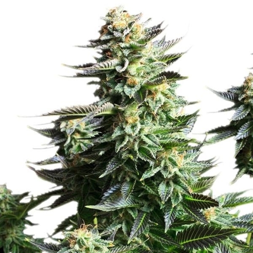 Amnesia Haze Photo (Photoperiodic Sativa)